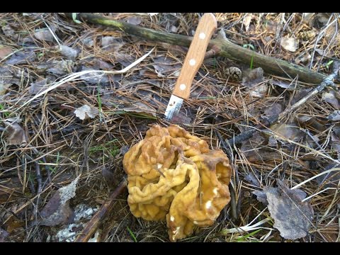 Видео: КАК Я ЕЗДИЛ ЗА СМОРЧКАМИ! ГИГАНТСКИЕ СТРОЧКИ !!!