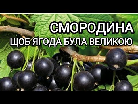 Видео: Обрізка смородини на велику ягоду. Догляд за кущем після плодоношення. #смородина #обрізка