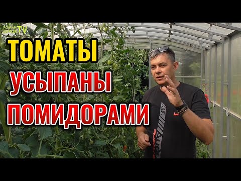 Видео: 🚫🍅 Забудьте о Болезнях Томатов: Мощная Защита и Подкормка для Богатого Урожая без Нитратов!