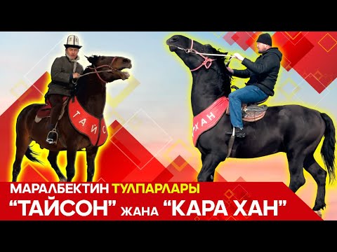 Видео: Жылкыларды асыроо кыргыз баласы үчүн өзгөчө өнөр | ТУЛПАР көрсөтүүсү