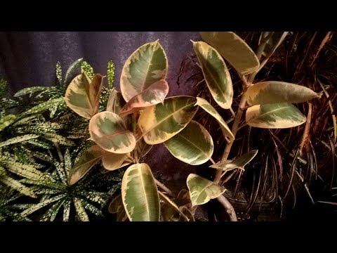 Видео: МОИ КОМНАТНЫЕ РАСТЕНИЯ. ОСЕНЬ 2018.