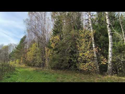 Видео: Осенний лес. ч.5. Октябрь 2025