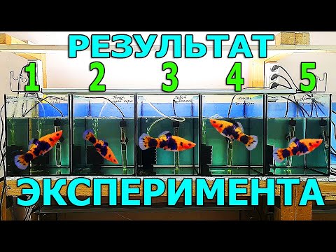 Видео: Сам в шоке! Результаты эксперимента