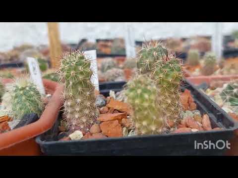 Видео: Обзор сеянцев кактусов в конце лета🥰🌵