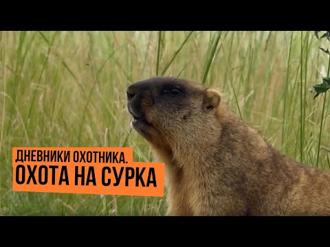 Видео: Охота на сурка \ Дневники охотника \ Сезон 2