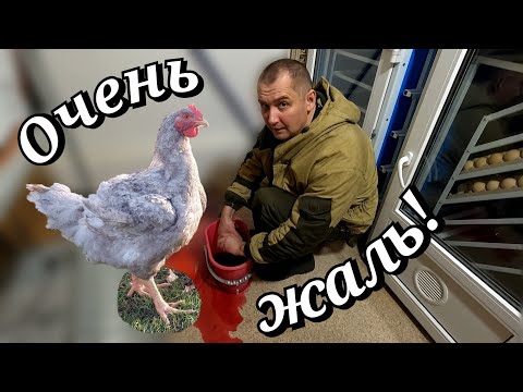 Видео: Как растет бройлер ЗИМОЙ и чем греется / РАЗБИТО СЕРДЦЕ и не только...