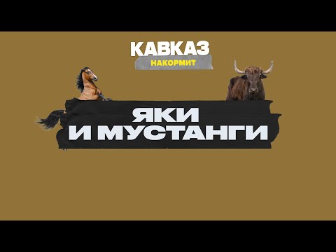 Видео: Кавказ накормит: яки и мустанги