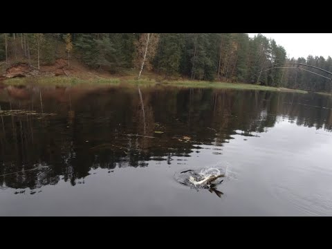 Видео: Осенний спиннинг, рыбалка на реке Оредеж