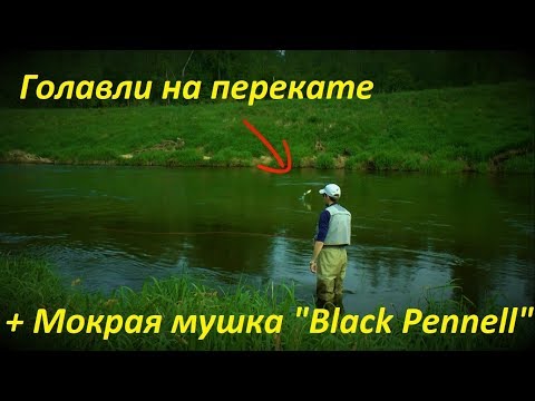 Видео: Голавли на перекате и мокрая мушка на голавля Black Pennell