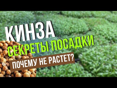 Видео: Микрозелень кинзы | Технология Выращивания | Народные Семена