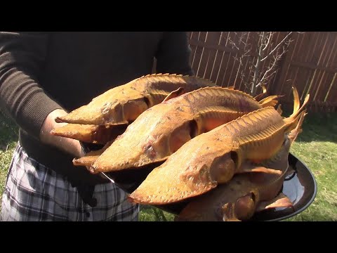 Видео: Hot Smoked Shovelnose Sturgeon, ОСЕТР ГОРЯЧЕГО КОПЧЕНИЯ .вкус пальчики оближешь