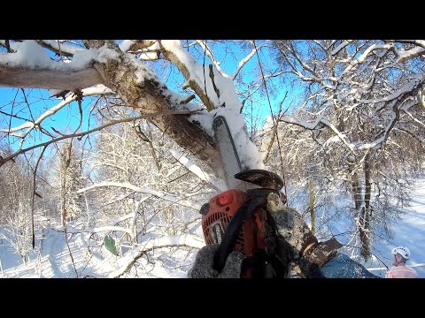 Видео: Пилим здоровый тополь на морозе