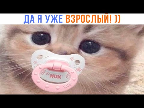Видео: НУ МАМ! ))) | Приколы с котами | Мемозг 1362