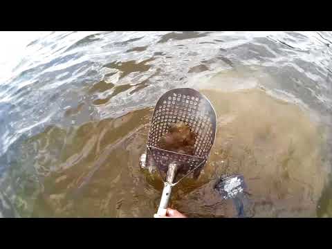 Видео: подводный коп золота на пляже или как оправдать деньги на металлоискатель