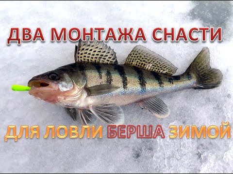 Видео: ДВА МОНТАЖА СНАСТИ!!! ДЛЯ ЛОВЛИ БЕРША ЗИМОЙ!