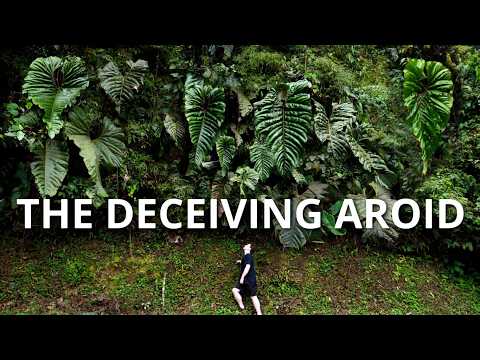 Видео: Обнаружение «обманчивого» растения | Антуриум Деципиенс