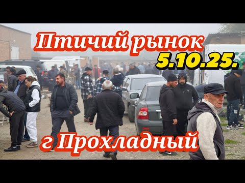 Видео: Голуби цены Птичий рынок г Прохладный