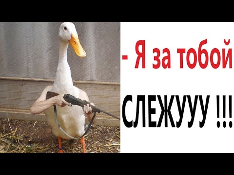 Видео: Приколы! ГУСЬ 99 УРОВНЯ! МЕМЫ - АНИМАЦИЯ! – Смешные видео от Доми шоу