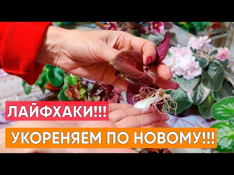 Видео: Самый простой и быстрый способ укоренения черенков колеуса и других растений!