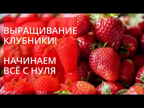 Видео: Выращивание клубники! Начинаем всё с нуля! С кого брать пример и что делать дальше?