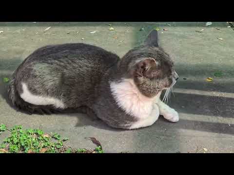 Видео: Луна и Луиджи борются за внимание!