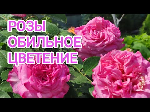 Видео: ЦВЕТЕНИЕ РОЗ. Приглашаю на прогулку, часть 2.