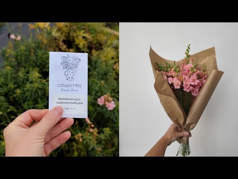 Видео: Антірінум  -  Квітка яка закохує ВСІХ