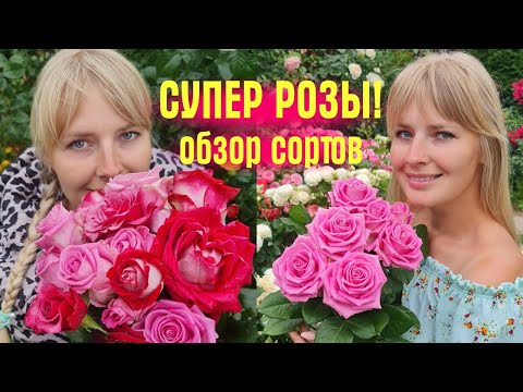 Видео: ЭТИ РОЗЫ ЦВЕТУТ ВСЁ ЛЕТО И ОСЕНЬ! Обзор САДА и РОЗ в КОНЦЕ СЕНТЯБРЯ