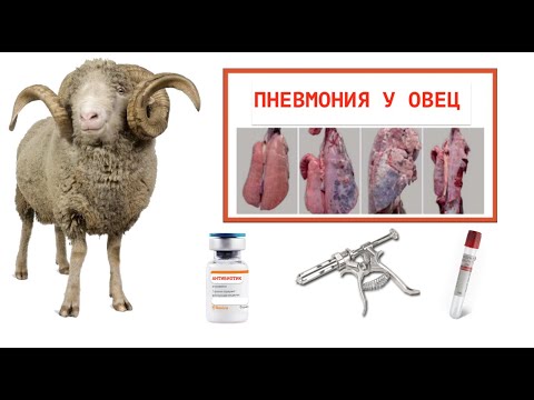 Видео: ПНЕВМОНИЯ У БАРАНА-ПРОИЗВОДИТЕЛЯ/ЛЕЧЕНИЕ #болезниовец #овцы