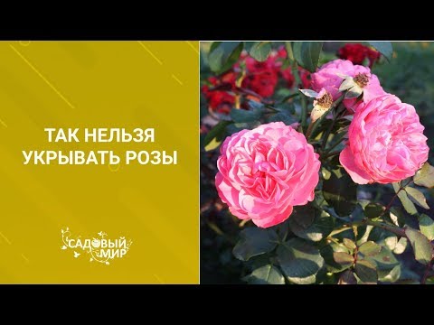 Видео: Так нельзя укрывать розы