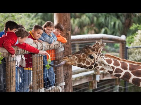 Видео: Путешествие по зоопарку Сан-Диего:  встречайте животных со всего мира