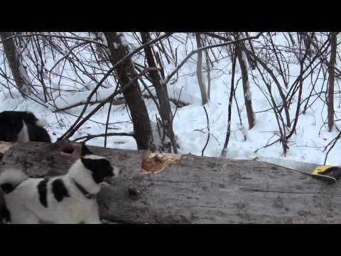 Видео: Из жизни щенка лайки