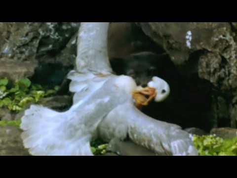 Видео: Белый разбойник - ПЕСЕЦ В ДЕЛЕ: Как выживает и охотится Полярная Лисица в Ледяной Пустыне!