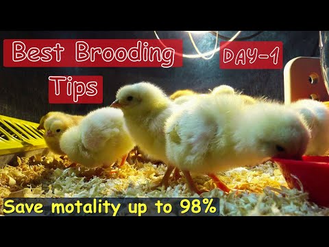 Видео: Советы по содержанию суточных цыплят | Сохранение смертности до 98% | Выращивание 1020 цыплят без...