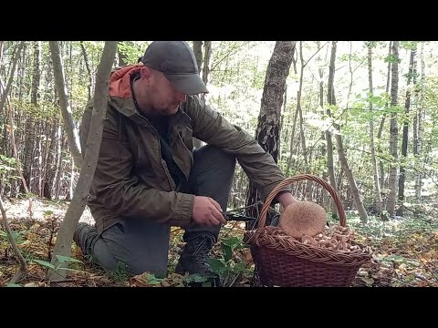 Видео: Називається Вийшов погуляти в Ліс на пів Годинки..Гриби багато Грибів! Повний фільм за 20.10.24