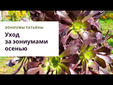 Видео: Без паники! Как ухаживать за эониумами осенью
