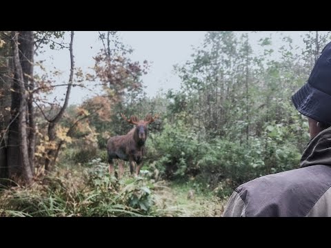 Видео: ЗАГОННАЯ охота в Беларуси 2020. Добыли 2 лосей в одном загоне