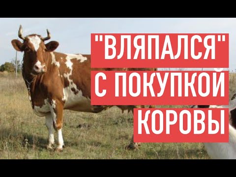 Видео: НЕУДАЧНАЯ КОРОВА. ЛЯГАЕТСЯ НА ДОЙКЕ, НЕ НАДО МНЕ ТАКОГО МОЛОКА. Рассказываю историю покупки коровы