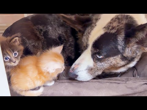 Видео: ПУМЫЧ ИГРАЕТ С ХВОСТОМ / Мейн-кун Мурка родила / Котята заняли лежанку Фроста / Минипиг завис