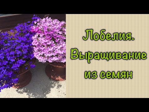 Видео: Лобелия. Выращивание из семян