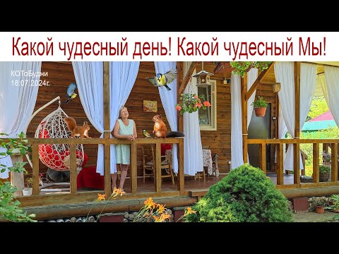 Видео: Какой чудесный день! Какой чудесный пень! Какой чудесный я, И песенка моя! КОТоБудни, 19.07.2024г.