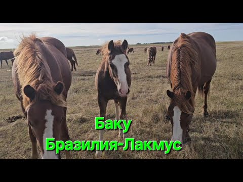 Видео: Кто самый красивый? ЖЕРЕБЯТА 2025г.р.  Баку, Таллин, Милан.