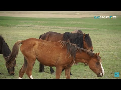 Видео: «СӘЙГҮЛІК СЫНЫ». Қазақ жылқысының тарихы. 1-бөлім