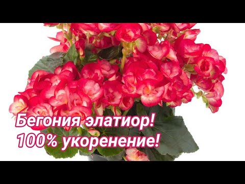 Видео: Бегония элатиор! Черенкование - 100% укоренение.