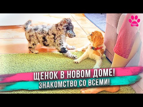 Видео: Щенок попал в НОВЫЙ ДОМ! Первые минуты! ЗНАКОМСТВО с семьей и с другими собаками!