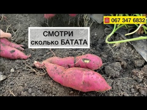 Видео: Высокая урожайность БАТАТ 🍠//Сколько БАТАТА с одного куста