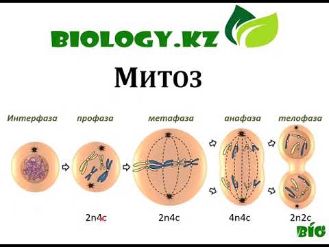 Видео: Митоз. Митоз қазақша #жасуша #митоз #биология #клетка