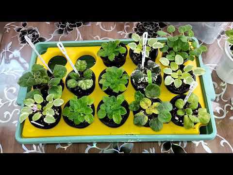 Видео: Фиалки  в новых  горшочках ...посмотрим вместе что наросло  🤗