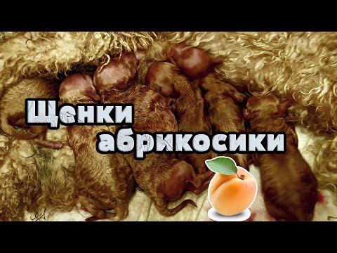 Видео: Вот они какие - щенки пуделя. Пуделята абрикосового цвета.