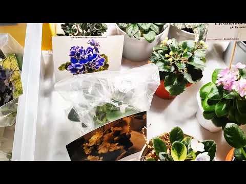 Видео: Выставка фиалок и других комнатных растений 🌿 #plants #urbanjungle #flowers #garden #urbanplants